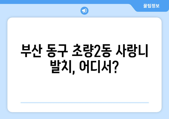 부산시 동구 초량2동 사랑니 치과 매복 발치 잘하는 곳 비용 | 후기 | 추천