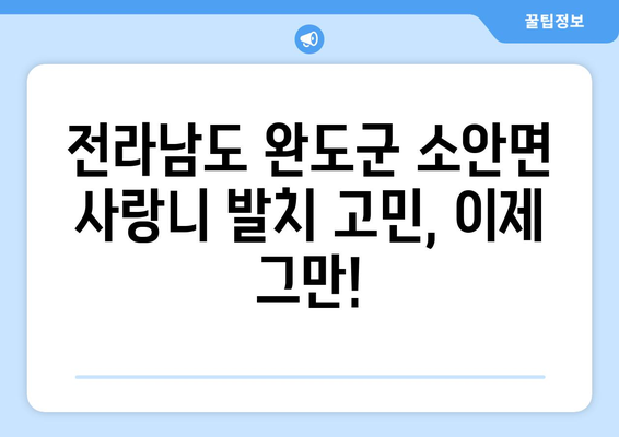 전라남도 완도군 소안면 사랑니 치과 매복 발치 잘하는 곳 비용 | 후기 | 추천