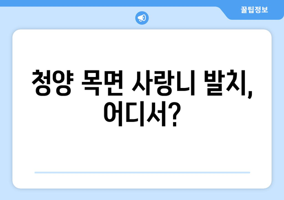 충청남도 청양군 목면 사랑니 치과 매복 발치 잘하는 곳 비용 | 후기 | 추천