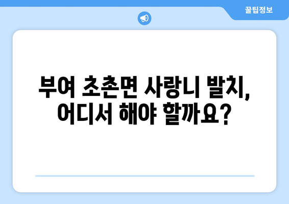 충청남도 부여군 초촌면 사랑니 치과 매복 발치 잘하는 곳 비용 | 후기 | 추천