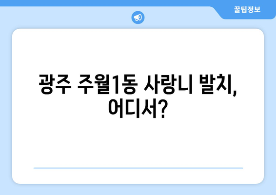 광주시 남구 주월1동 사랑니 치과 매복 발치 잘하는 곳 비용 | 후기 | 추천