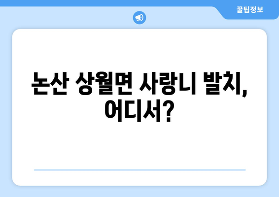 충청남도 논산시 상월면 사랑니 치과 매복 발치 잘하는 곳 비용 | 후기 | 추천
