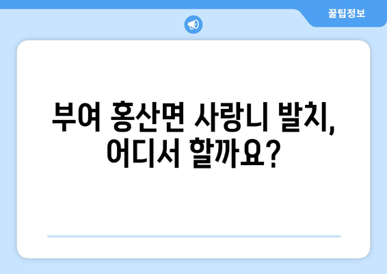 충청남도 부여군 홍산면 사랑니 치과 매복 발치 잘하는 곳 비용 | 후기 | 추천
