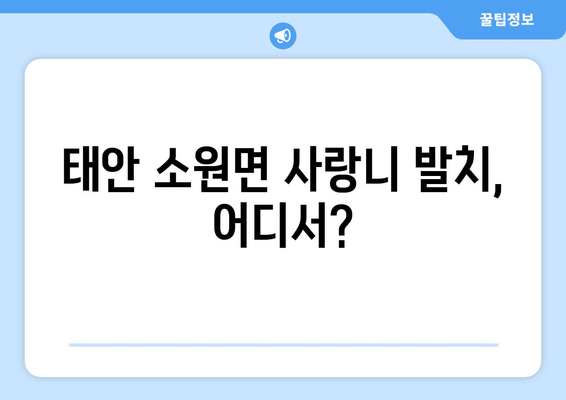 충청남도 태안군 소원면 사랑니 치과 매복 발치 잘하는 곳 비용 | 후기 | 추천