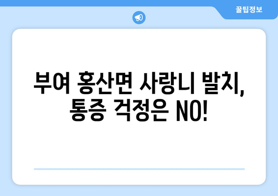 충청남도 부여군 홍산면 사랑니 치과 매복 발치 잘하는 곳 비용 | 후기 | 추천