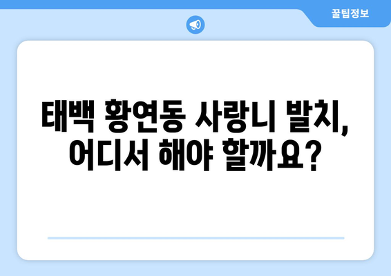 강원도 태백시 황연동 사랑니 치과 매복 발치 잘하는 곳 비용 | 후기 | 추천