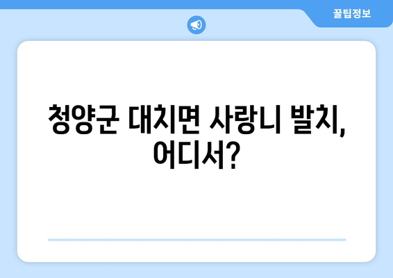충청남도 청양군 대치면 사랑니 치과 매복 발치 잘하는 곳 비용 | 후기 | 추천
