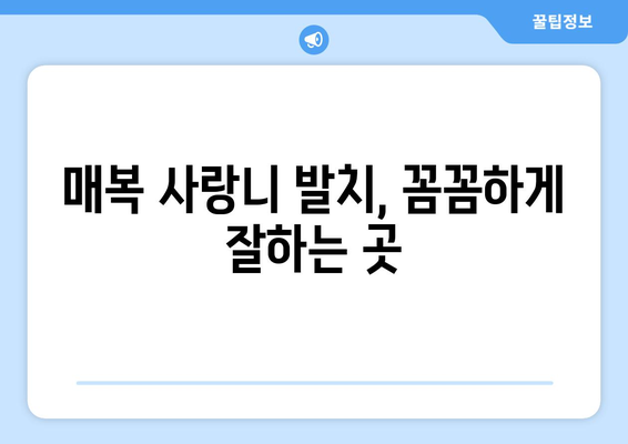 제주도 서귀포시 대정읍 사랑니 치과 매복 발치 잘하는 곳 비용 | 후기 | 추천