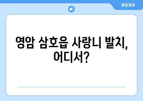 전라남도 영암군 삼호읍 사랑니 치과 매복 발치 잘하는 곳 비용 | 후기 | 추천
